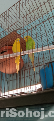 Desi raj golla kobutor